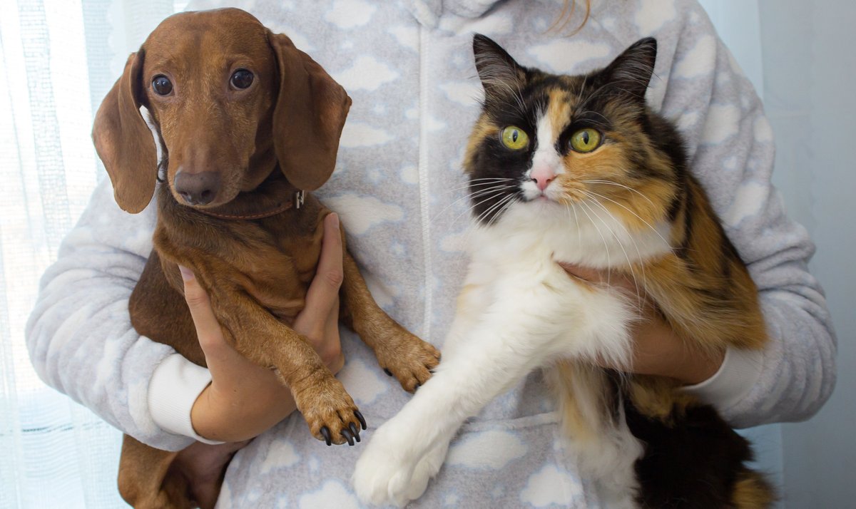 Cão e gato saudáveis e felizes em ambiente aconchegante