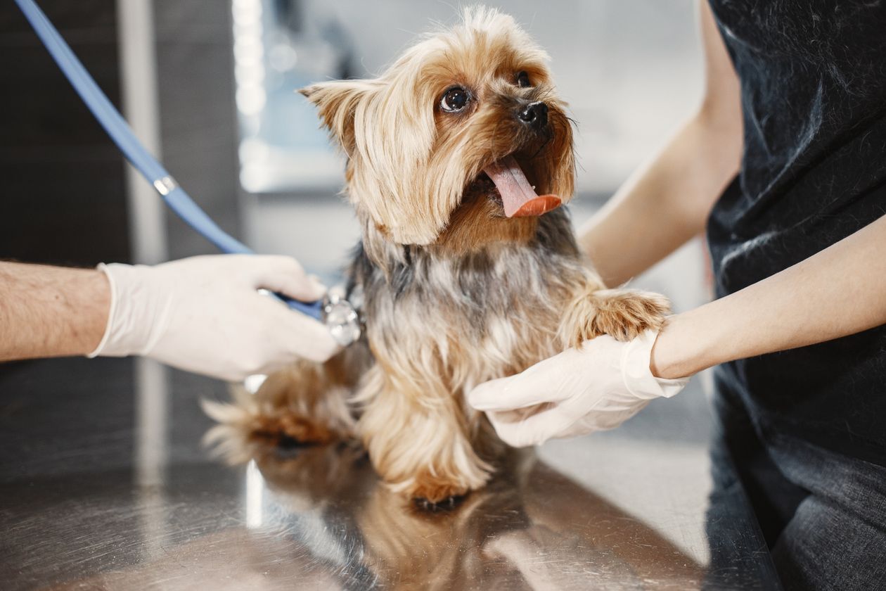 Cuidados com Pets: Guia de Bem-Estar para Cães e Gatos